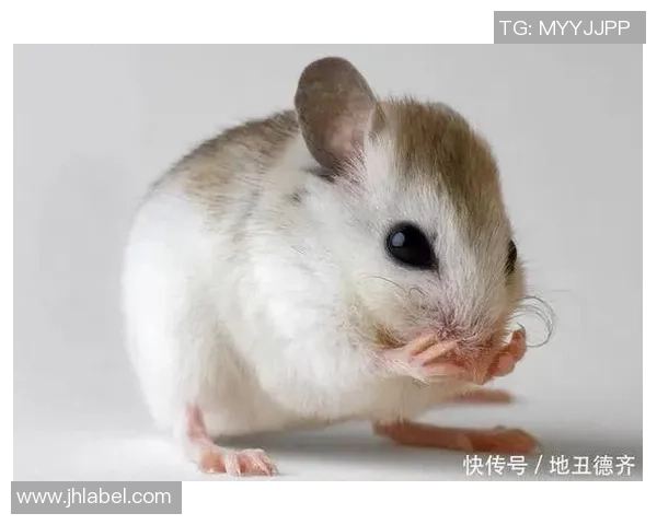 2023年足球球星生肖排名揭秘 看谁在十二生肖中最具足球天赋 2023年足球球星生肖排名揭秘 看谁在十二生肖中最具足球天赋